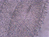  ( - BON_91_2020)  @11 [ ] CreativeCommons - Attribution Share-Alike (2024) Eric Sanford University of California, Davis