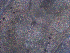  (Zygonemertes sp. BOBA014 - B8_2019)  @11 [ ] CreativeCommons - Attribution Share-Alike (2023) Eric Sanford University of California, Davis