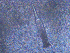  (Zygonemertes sp. BOBA012 - B6_2019)  @11 [ ] CreativeCommons - Attribution Share-Alike (2023) Unspecified University of California, Davis