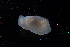  ( - NTNU-VM-75946)  @11 [ ] Creative Commons  Attribution Non-Commercial Share-Alike (2019) NTNU University Museum, Department of Natural History NTNU University Museum, Department of Natural History