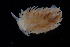  ( - NTNU-VM-75995)  @11 [ ] Creative Commons  Attribution Non-Commercial Share-Alike (2019) NTNU University Museum, Department of Natural History NTNU University Museum, Department of Natural History