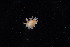  (Zelentia ninel - NTNU-VM-76076)  @11 [ ] Creative Commons  Attribution Non-Commercial Share-Alike (2019) NTNU University Museum, Department of Natural History NTNU University Museum, Department of Natural History