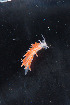 ( - NTNU-VM-76141)  @11 [ ] Creative Commons  Attribution Non-Commercial Share-Alike (2019) NTNU University Museum, Department of Natural History NTNU University Museum, Department of Natural History