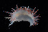  ( - NTNU-VM-76167)  @11 [ ] Creative Commons  Attribution Non-Commercial Share-Alike (2019) NTNU University Museum, Department of Natural History NTNU University Museum, Department of Natural History
