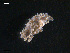  ( - TB449)  @13 [ ] CreativeCommons - Attribution Non-Commercial Share-Alike (2011) NTNU Vitenskapsmuseet NTNU Museum of Natural History and Archaeology