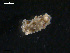  ( - TB451)  @11 [ ] CreativeCommons - Attribution Non-Commercial Share-Alike (2011) NTNU Vitenskapsmuseet NTNU Museum of Natural History and Archaeology