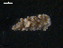  ( - TB452)  @11 [ ] CreativeCommons - Attribution Non-Commercial Share-Alike (2011) NTNU Vitenskapsmuseet NTNU Museum of Natural History and Archaeology