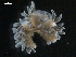  ( - TB454)  @13 [ ] CreativeCommons - Attribution Non-Commercial Share-Alike (2011) NTNU Vitenskapsmuseet NTNU Museum of Natural History and Archaeology