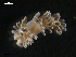  ( - TB456)  @13 [ ] CreativeCommons - Attribution Non-Commercial Share-Alike (2011) NTNU Vitenskapsmuseet NTNU Museum of Natural History and Archaeology