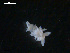  ( - TB462)  @13 [ ] CreativeCommons - Attribution Non-Commercial Share-Alike (2011) NTNU Vitenskapsmuseet NTNU Museum of Natural History and Archaeology