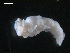  (Favorinus blianus - TB466)  @13 [ ] CreativeCommons - Attribution Non-Commercial Share-Alike (2011) NTNU Vitenskapsmuseet NTNU Museum of Natural History and Archaeology