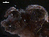  (Dendronotus lacteus - TB491)  @13 [ ] CreativeCommons - Attribution Non-Commercial Share-Alike (2011) NTNU Vitenskapsmuseet NTNU Museum of Natural History and Archaeology