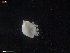  (Ancula - TB506)  @13 [ ] CreativeCommons - Attribution Non-Commercial Share-Alike (2011) NTNU Vitenskapsmuseet NTNU Museum of Natural History and Archaeology