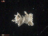  ( - TB515)  @13 [ ] CreativeCommons - Attribution Non-Commercial Share-Alike (2011) NTNU Vitenskapsmuseet NTNU Museum of Natural History and Archaeology