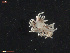  ( - TB524)  @13 [ ] CreativeCommons - Attribution Non-Commercial Share-Alike (2011) NTNU Vitenskapsmuseet NTNU Museum of Natural History and Archaeology