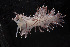  ( - NTNU-VM-76220)  @11 [ ] Creative Commons  Attribution Non-Commercial Share-Alike (2019) Bernard Picton National Museum of Northern Ireland