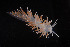  ( - NTNU-VM-76226)  @11 [ ] Creative Commons  Attribution Non-Commercial Share-Alike (2019) Bernard Picton National Museum of Northern Ireland