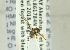  ( - NHMO-ENT-440794)  @11 [ ] CreativeCommons - Attribution Non-Commercial Share-Alike (2019) Unspecified University of Oslo, Natural History Museum