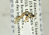  ( - NHMO-ENT-440771)  @11 [ ] CreativeCommons - Attribution Non-Commercial Share-Alike (2019) Unspecified University of Oslo, Natural History Museum