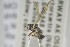  ( - NHMO-ENT-441396)  @11 [ ] CreativeCommons - Attribution Non-Commercial Share-Alike (2019) Unspecified University of Oslo, Natural History Museum