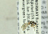  ( - NHMO-ENT-440774)  @12 [ ] CreativeCommons - Attribution Non-Commercial Share-Alike (2019) Unspecified University of Oslo, Natural History Museum