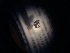  (Eudorylas sp. NOR2 - NHMO-ENT-298999)  @12 [ ] CreativeCommons - Attribution Non-Commercial Share-Alike (2018) Unspecified University of Oslo, Natural History Museum