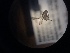  ( - NHMO-ENT-298870)  @12 [ ] CreativeCommons - Attribution Non-Commercial Share-Alike (2018) Unspecified University of Oslo, Natural History Museum