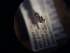  ( - NHMO-ENT-299099)  @12 [ ] CreativeCommons - Attribution Non-Commercial Share-Alike (2018) Unspecified University of Oslo, Natural History Museum