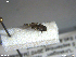  ( - NHMO-ENT-248910)  @12 [ ] CreativeCommons - Attribution Non-Commercial Share-Alike (2018) Unspecified University of Oslo, Natural History Museum
