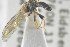  ( - NHMO-ENT-440855)  @13 [ ] CreativeCommons - Attribution Non-Commercial Share-Alike (2019) Unspecified University of Oslo, Natural History Museum