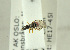  ( - NHMO-ENT-293084)  @12 [ ] CreativeCommons - Attribution Non-Commercial Share-Alike (2019) Unspecified University of Oslo, Natural History Museum