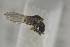  ( - NHMO-ENT-299191)  @11 [ ] CreativeCommons - Attribution Non-Commercial Share-Alike (2019) Unspecified University of Oslo, Natural History Museum
