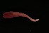  ( - ETP036_SMPP0734)  @11 [ ] CreativeCommons  Attribution Non-Commercial Share-Alike (2019) Unspecified Smithsonian Tropical Research Institute