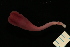  ( - ETP036_SMPP0736)  @11 [ ] CreativeCommons  Attribution Non-Commercial Share-Alike (2019) Unspecified Smithsonian Tropical Research Institute
