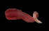  ( - ETP036_SMPP0736)  @11 [ ] CreativeCommons  Attribution Non-Commercial Share-Alike (2019) Unspecified Smithsonian Tropical Research Institute