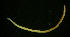  ( - ETP002_SMPP0751)  @11 [ ] CreativeCommons  Attribution Non-Commercial Share-Alike (2020) Unspecified Smithsonian Tropical Research Institute