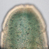  (Zygonemertes stefanieae - ETP002_SMPP0751)  @11 [ ] CreativeCommons  Attribution Non-Commercial Share-Alike (2020) Unspecified Smithsonian Tropical Research Institute
