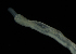  ( - Palaeo_ETP081_SMPP0627)  @11 [ ] CreativeCommons  Attribution Non-Commercial Share-Alike (2020) Unspecified Smithsonian Tropical Research Institute