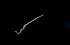  ( - Pili_ETP050_SMPP0803)  @11 [ ] CreativeCommons  Attribution Non-Commercial Share-Alike (2019) Unspecified Smithsonian Tropical Research Institute
