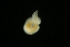  ( - Pili_ETP050_SMPP0803)  @11 [ ] CreativeCommons  Attribution Non-Commercial Share-Alike (2019) Unspecified Smithsonian Tropical Research Institute