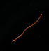  ( - ETP052_SMPP0812)  @11 [ ] CreativeCommons  Attribution Non-Commercial Share-Alike (2020) Unspecified Smithsonian Tropical Research Institute