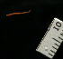  ( - ETP052_SMPP0812)  @11 [ ] CreativeCommons  Attribution Non-Commercial Share-Alike (2020) Unspecified Smithsonian Tropical Research Institute
