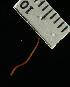  ( - ETP052_SMPP0813)  @11 [ ] CreativeCommons  Attribution Non-Commercial Share-Alike (2020) Unspecified Smithsonian Tropical Research Institute
