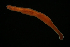  ( - ETP052_SMPP0812)  @11 [ ] CreativeCommons  Attribution Non-Commercial Share-Alike (2020) Unspecified Smithsonian Tropical Research Institute