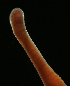  ( - ETP052_SMPP0812)  @11 [ ] CreativeCommons  Attribution Non-Commercial Share-Alike (2020) Unspecified Smithsonian Tropical Research Institute