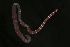  ( - Pili_ETP033_SMPP0858)  @11 [ ] CreativeCommons  Attribution Non-Commercial Share-Alike (2019) Unspecified Smithsonian Tropical Research Institute