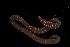  ( - Pili_ETP033_SMPP0858)  @11 [ ] CreativeCommons  Attribution Non-Commercial Share-Alike (2019) Unspecified Smithsonian Tropical Research Institute