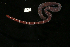  ( - Pili_ETP033_SMPP0858)  @11 [ ] CreativeCommons  Attribution Non-Commercial Share-Alike (2019) Unspecified Smithsonian Tropical Research Institute