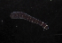  ( - Pili_ETP033_SMPP0009)  @11 [ ] CreativeCommons  Attribution Non-Commercial Share-Alike (2019) Unspecified Smithsonian Tropical Research Institute