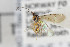  (Aperileptus flavus - NHMO-ENT-443519)  @12 [ ] CreativeCommons - Attribution Non-Commercial Share-Alike (2019) Unspecified University of Oslo, Natural History Museum